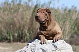 SHAR-PEI 559